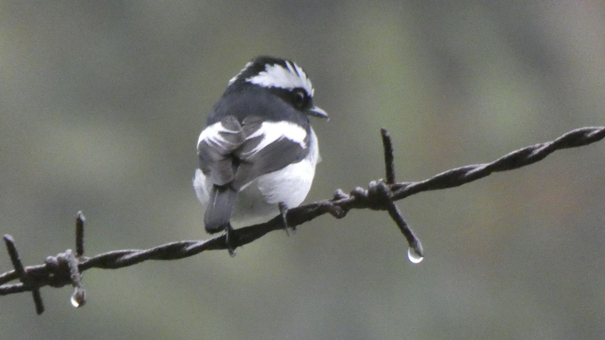 Pied Flycatcher